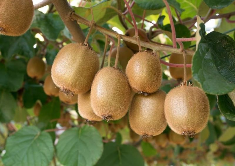 Kiwifruits