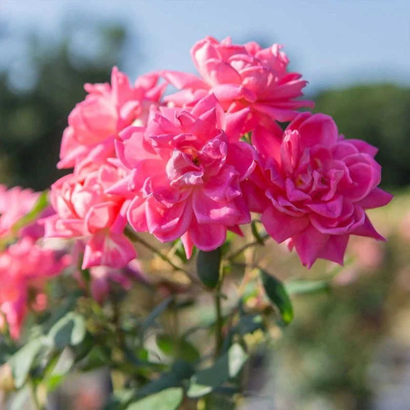 Knock Out Rose
