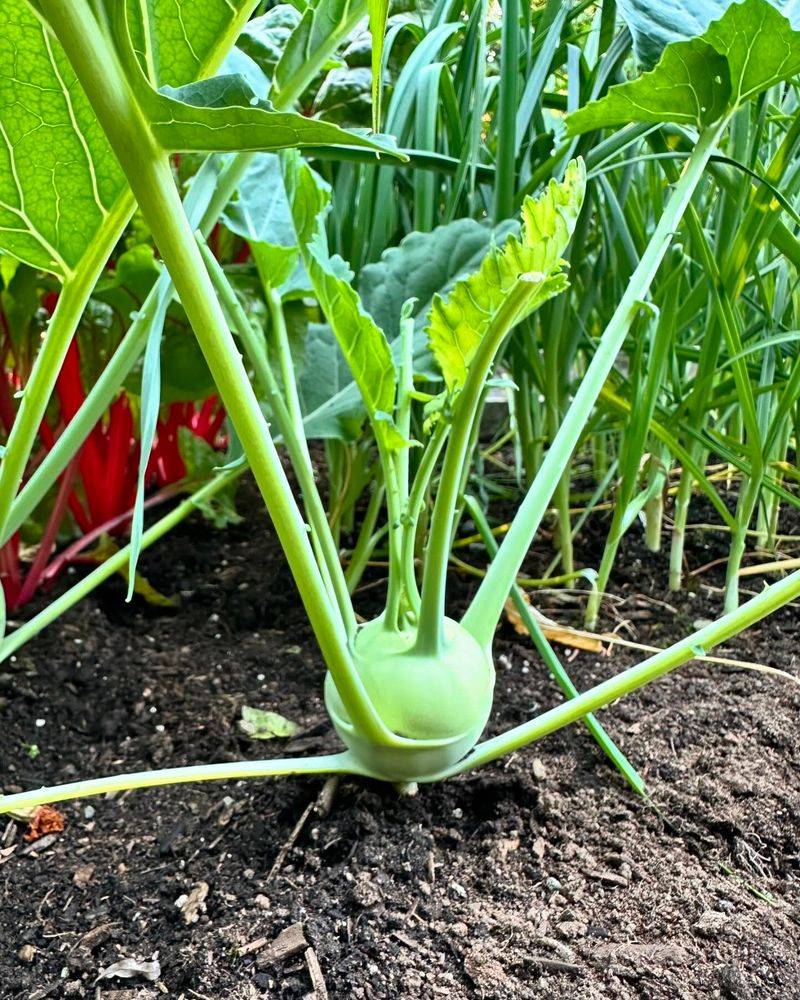 Kohlrabi Greens