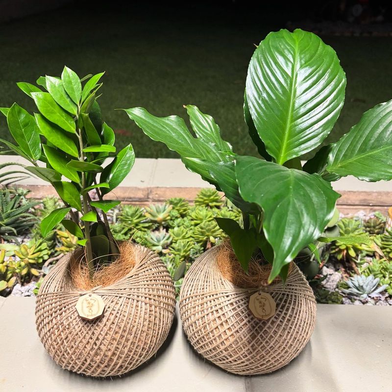 Kokedama String Garden