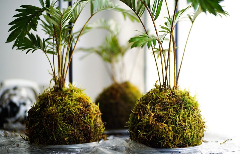 Kokedama