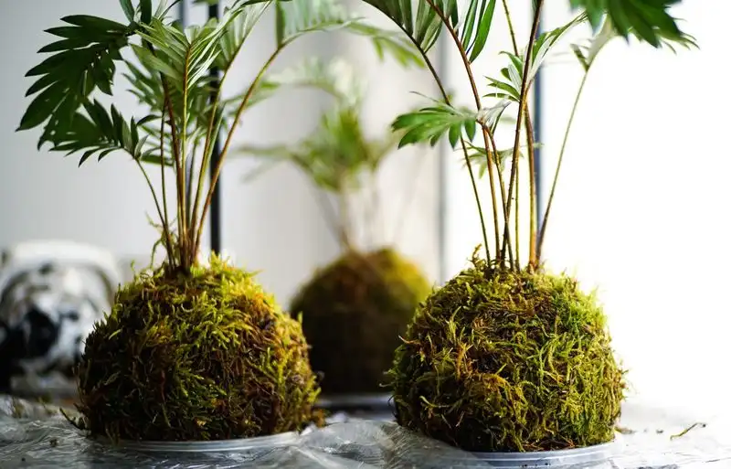 Kokedama