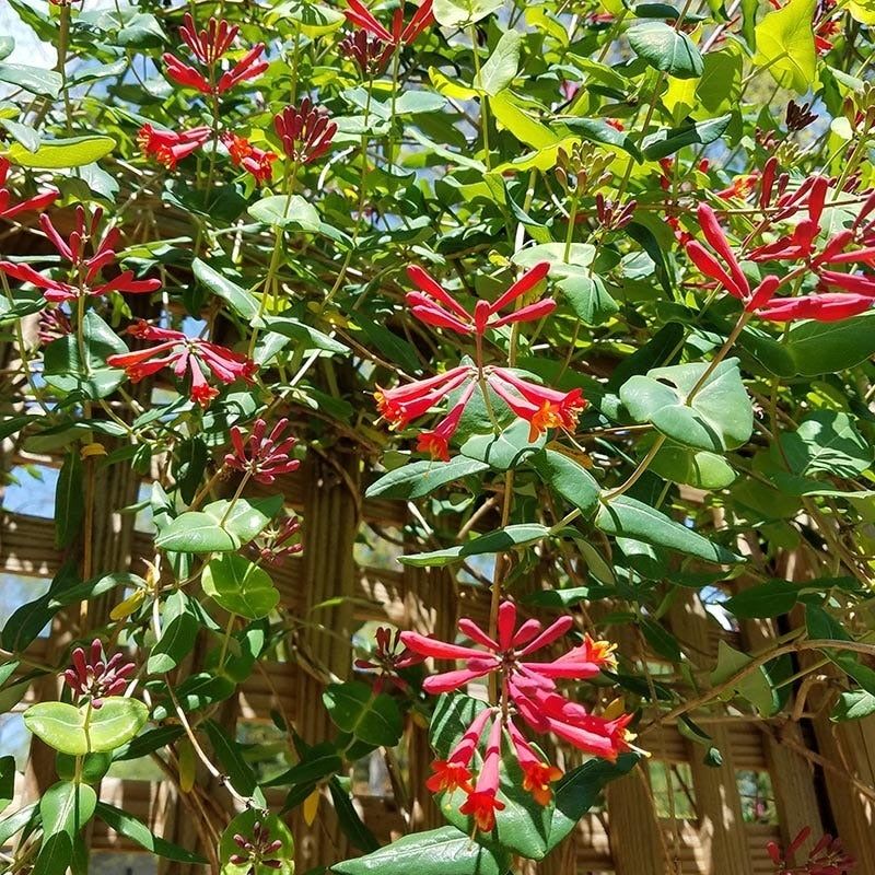 Honeysuckle (Alternative)