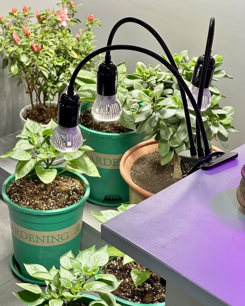 LED Grow Lights