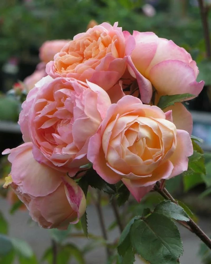 Lady Emma Hamilton