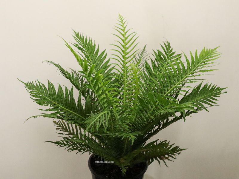 Lady Fern