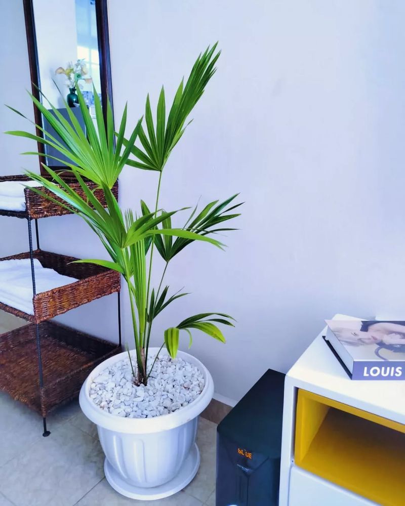 Lady Palm