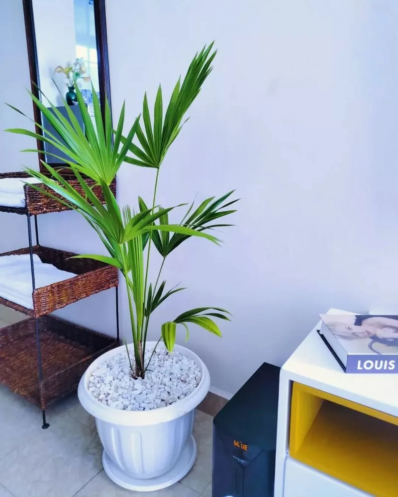 Lady Palm