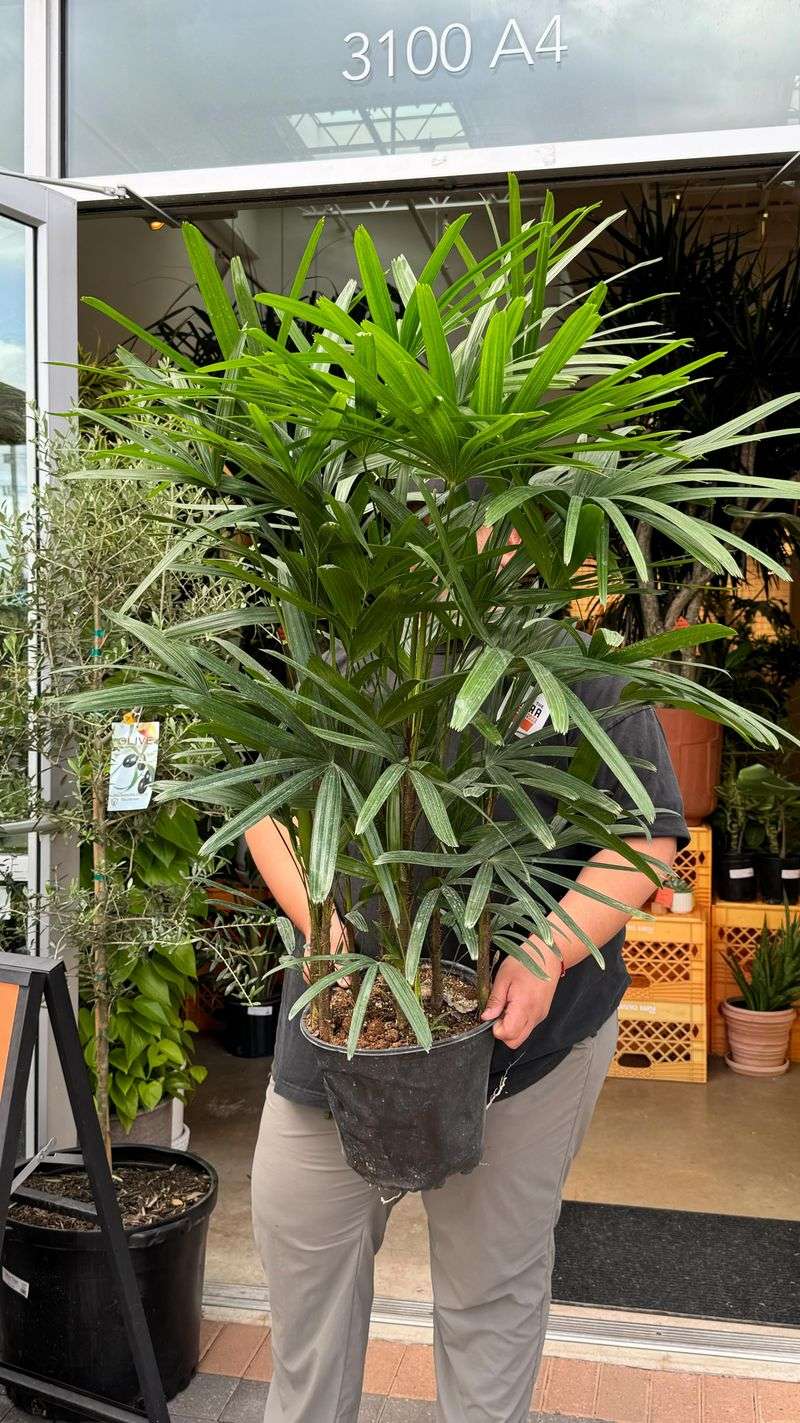 Lady Palm