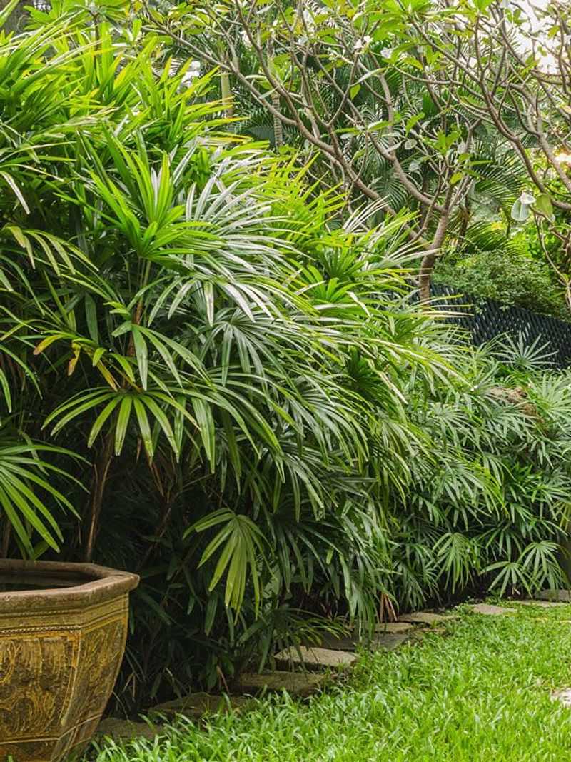 Lady Palm