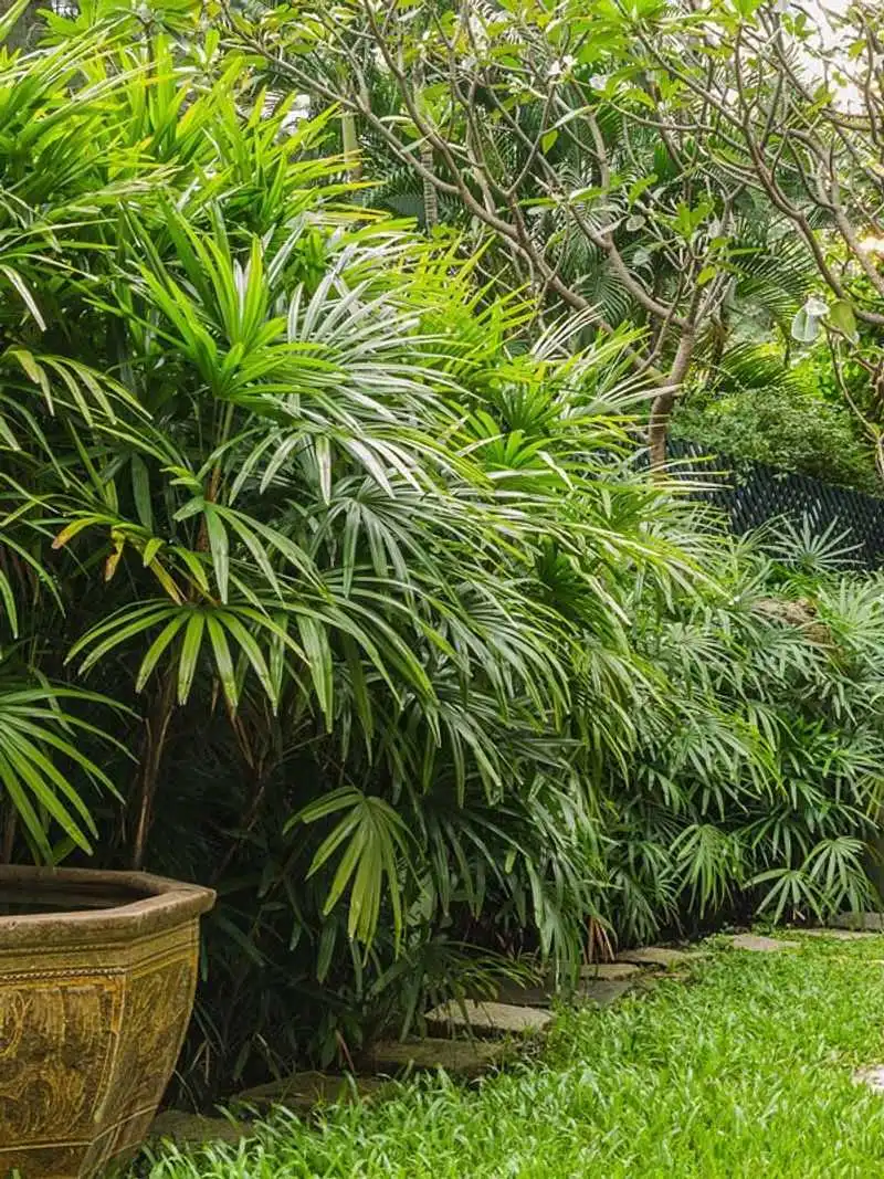 Lady Palm