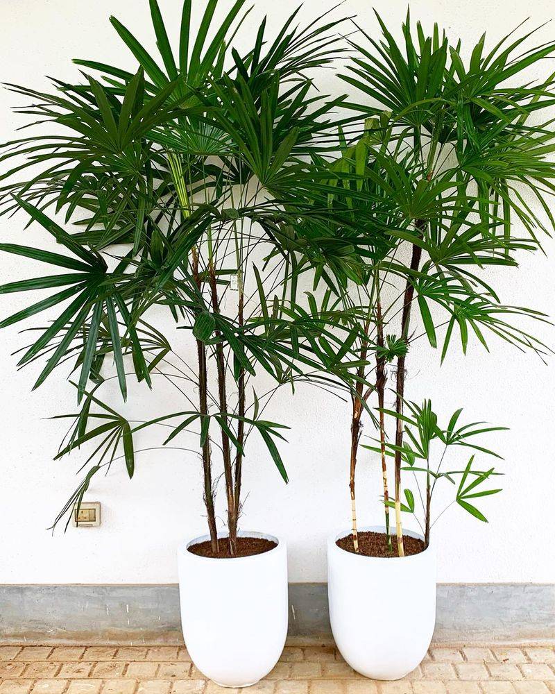 Lady Palm
