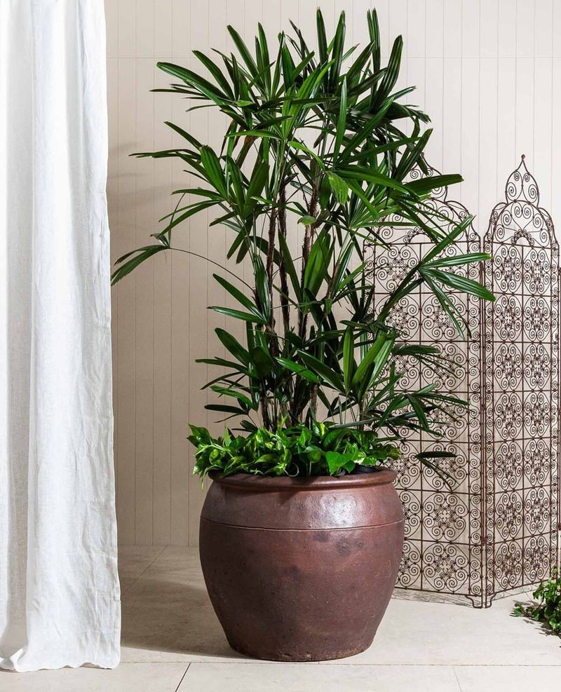 Lady Palm