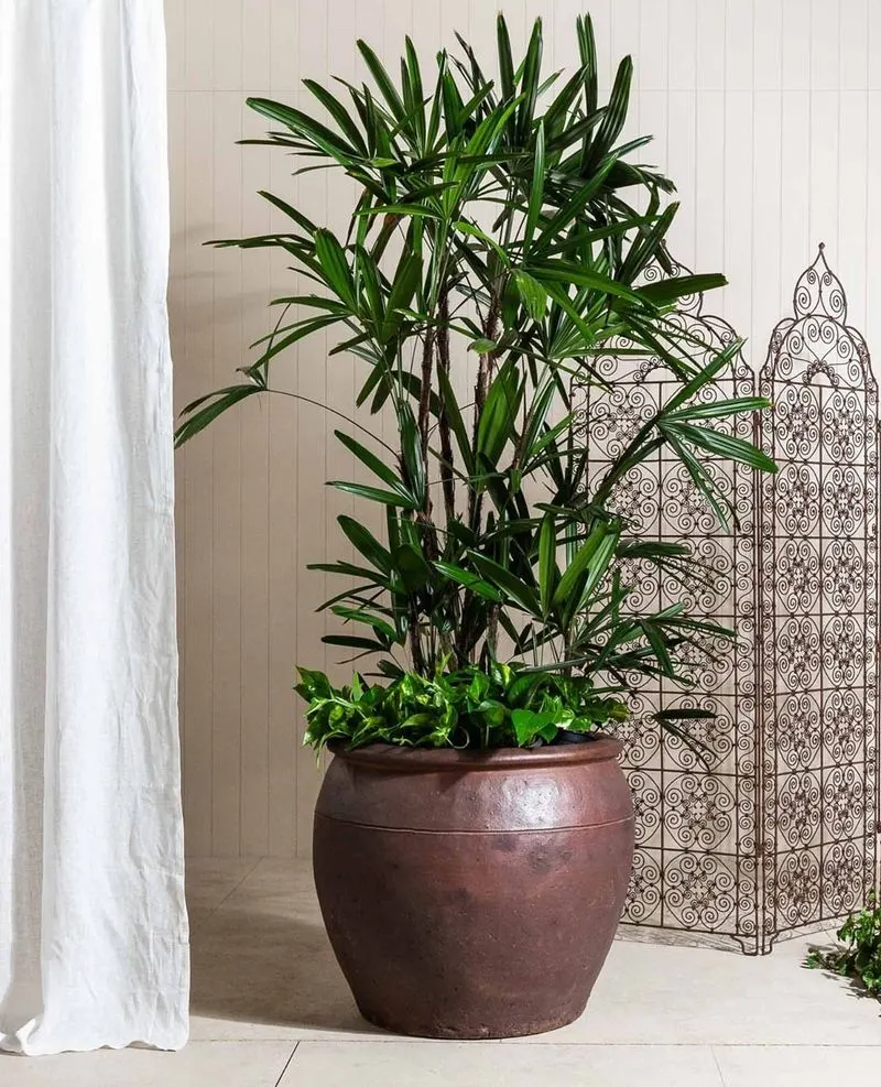 Lady Palm