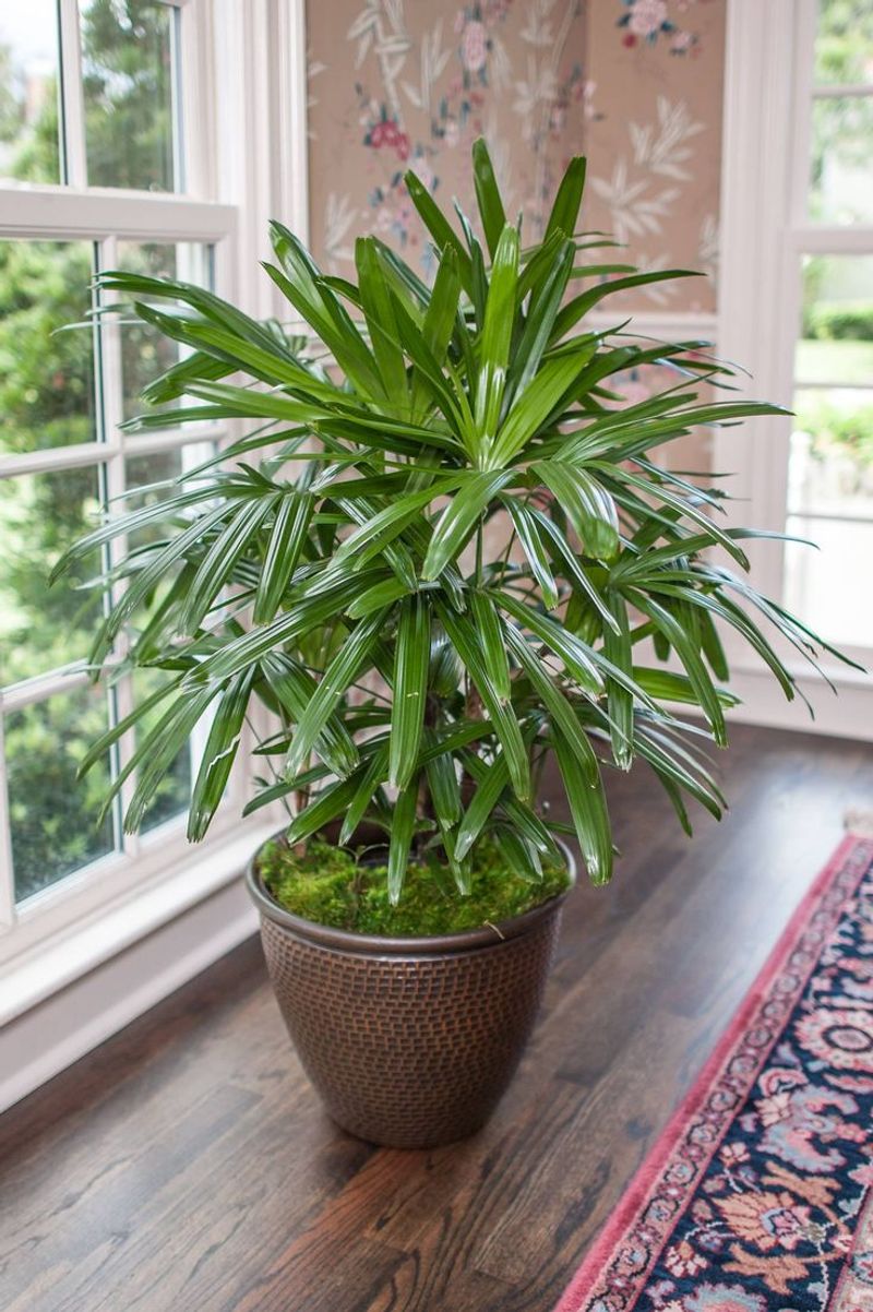 Lady Palm