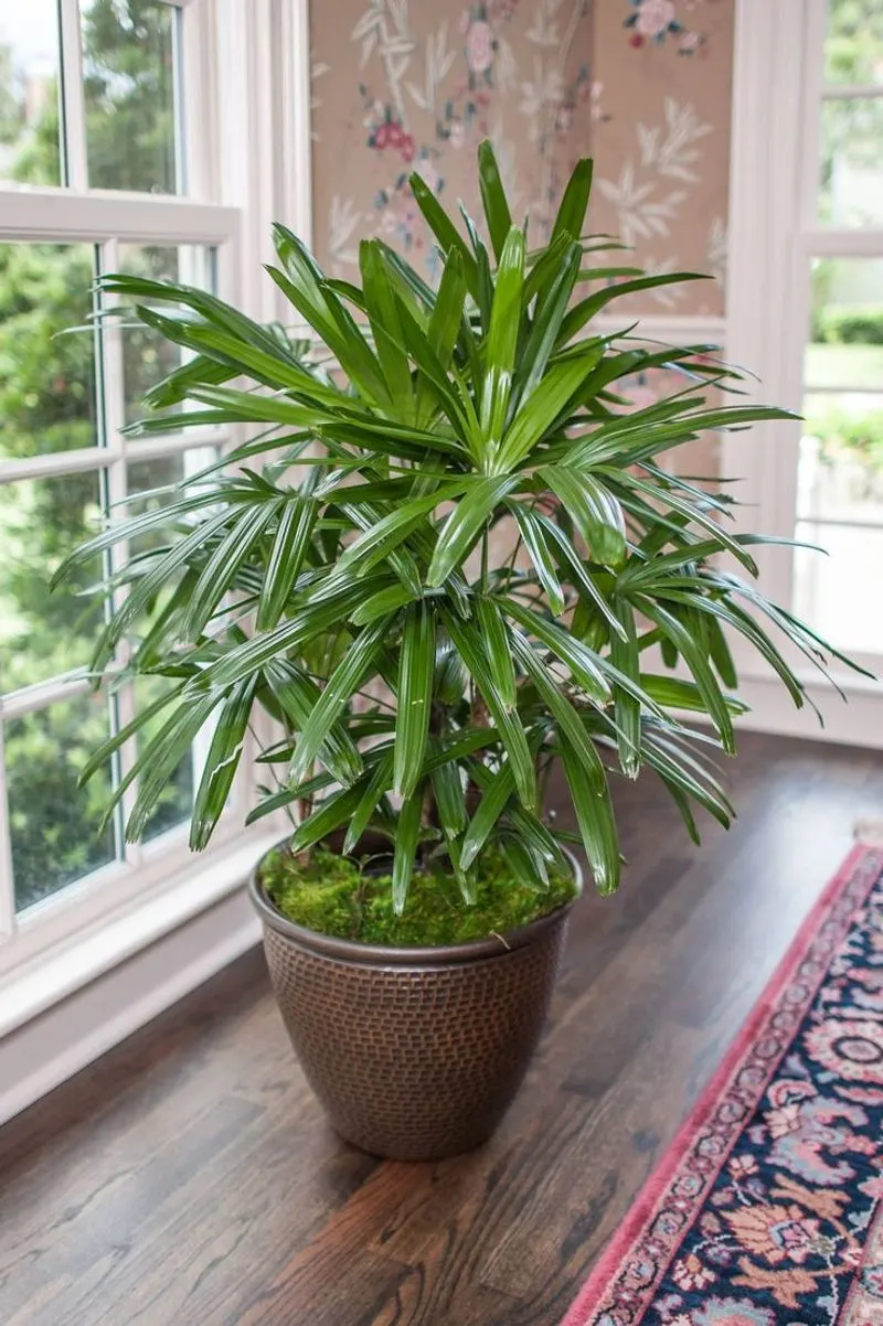 Lady Palm