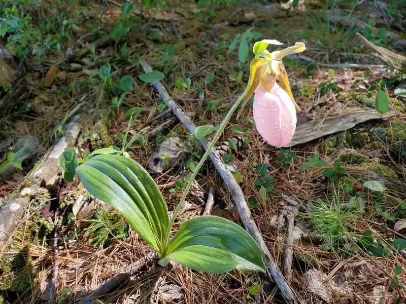Lady Slipper Orchid