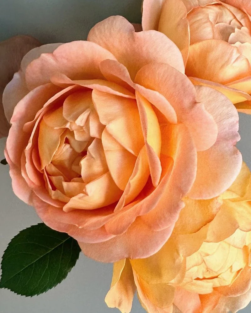 Lady of Shalott