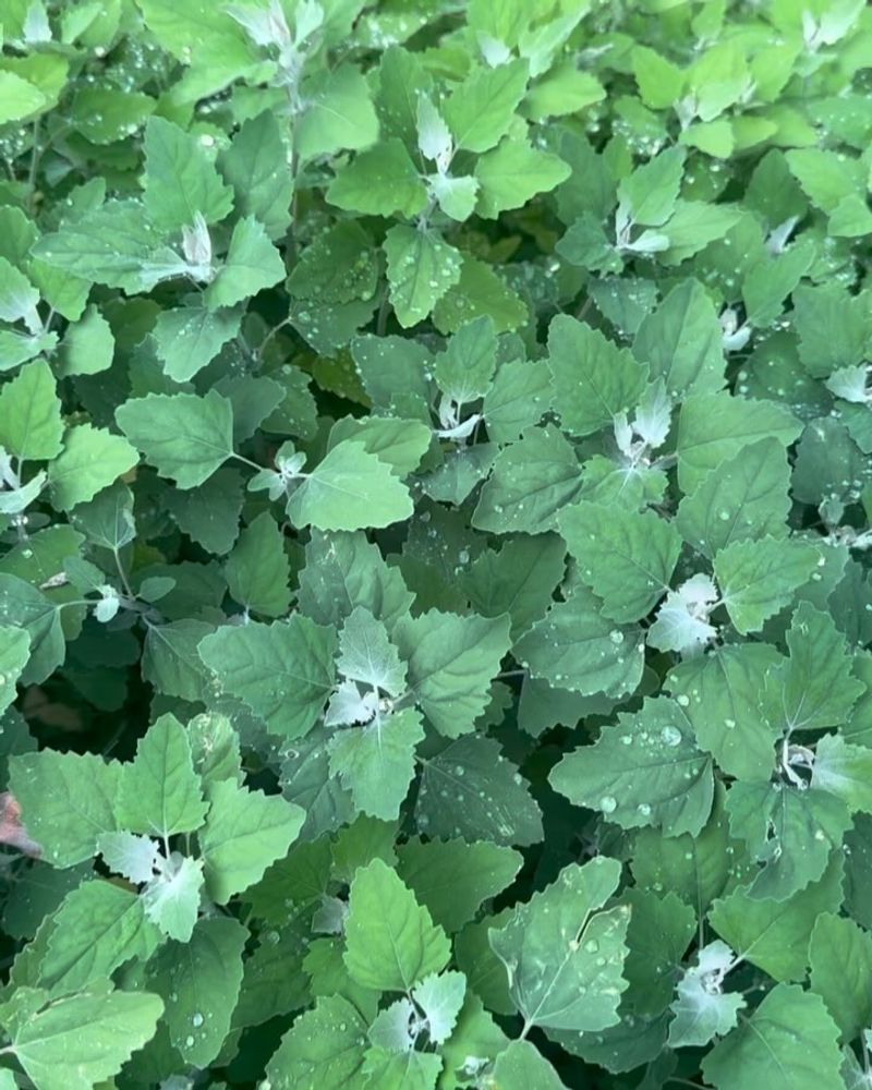 Lamb's Quarters