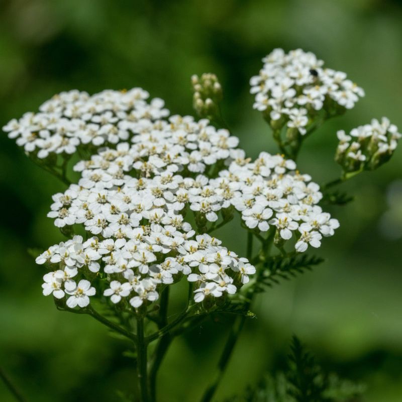 Yarrow (Achillea)