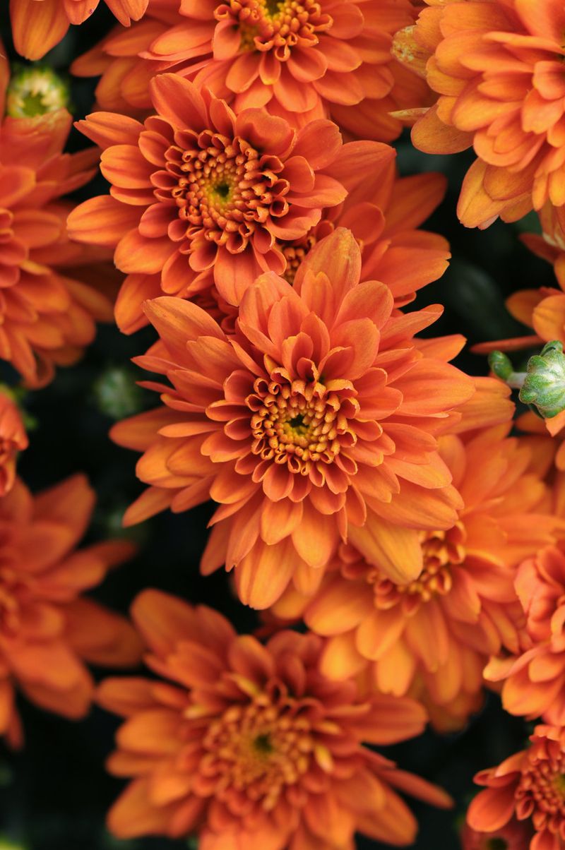 Chrysanthemum