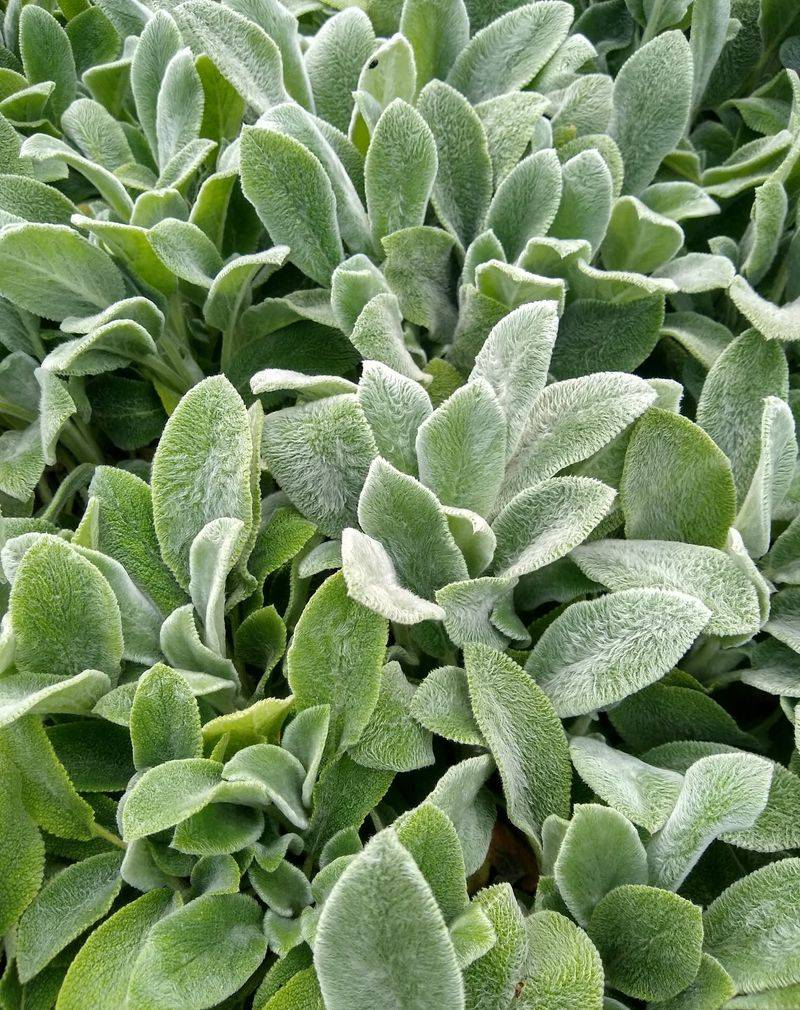 Lamb's Ear