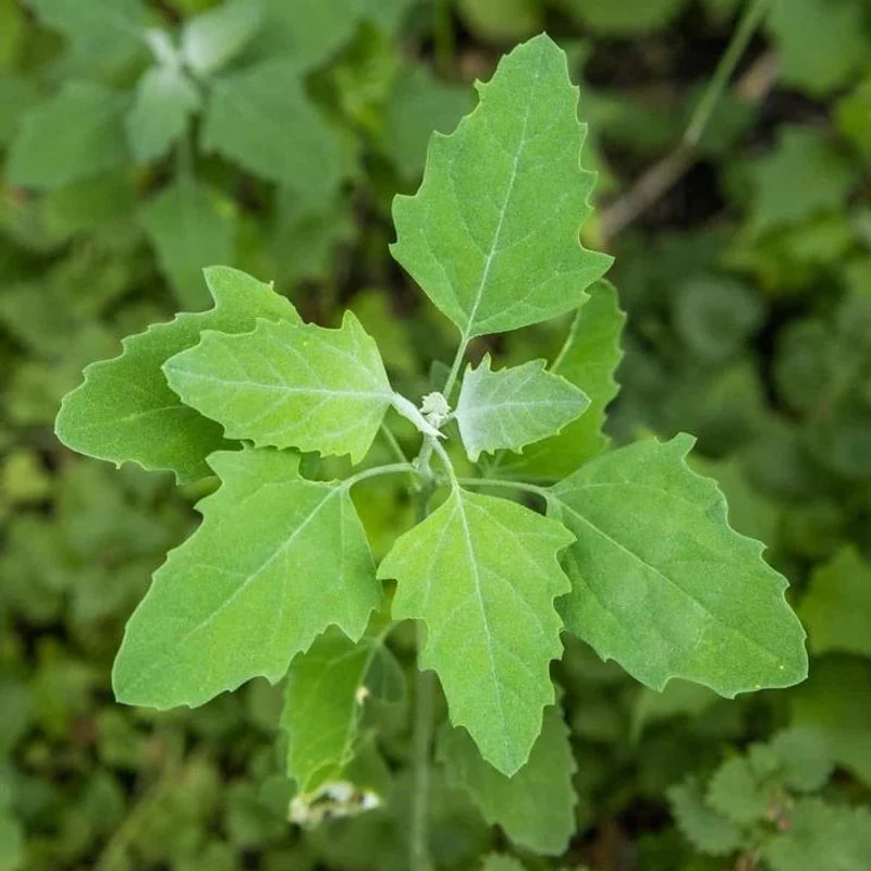 Lamb's Quarters