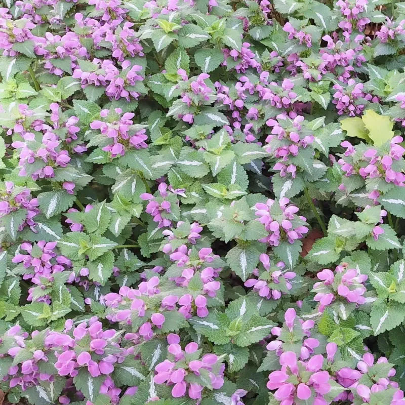 Lamium