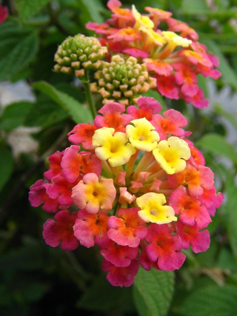 Lantana