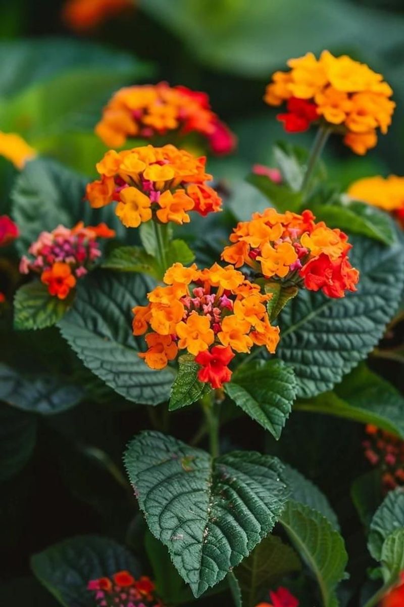 Lantana