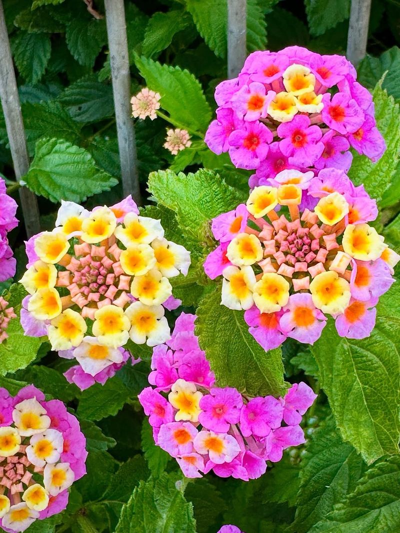 Lantana