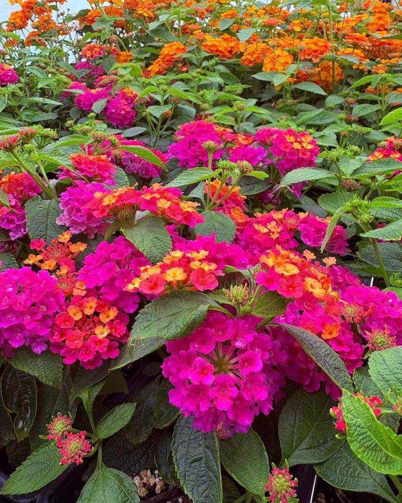 Lantana