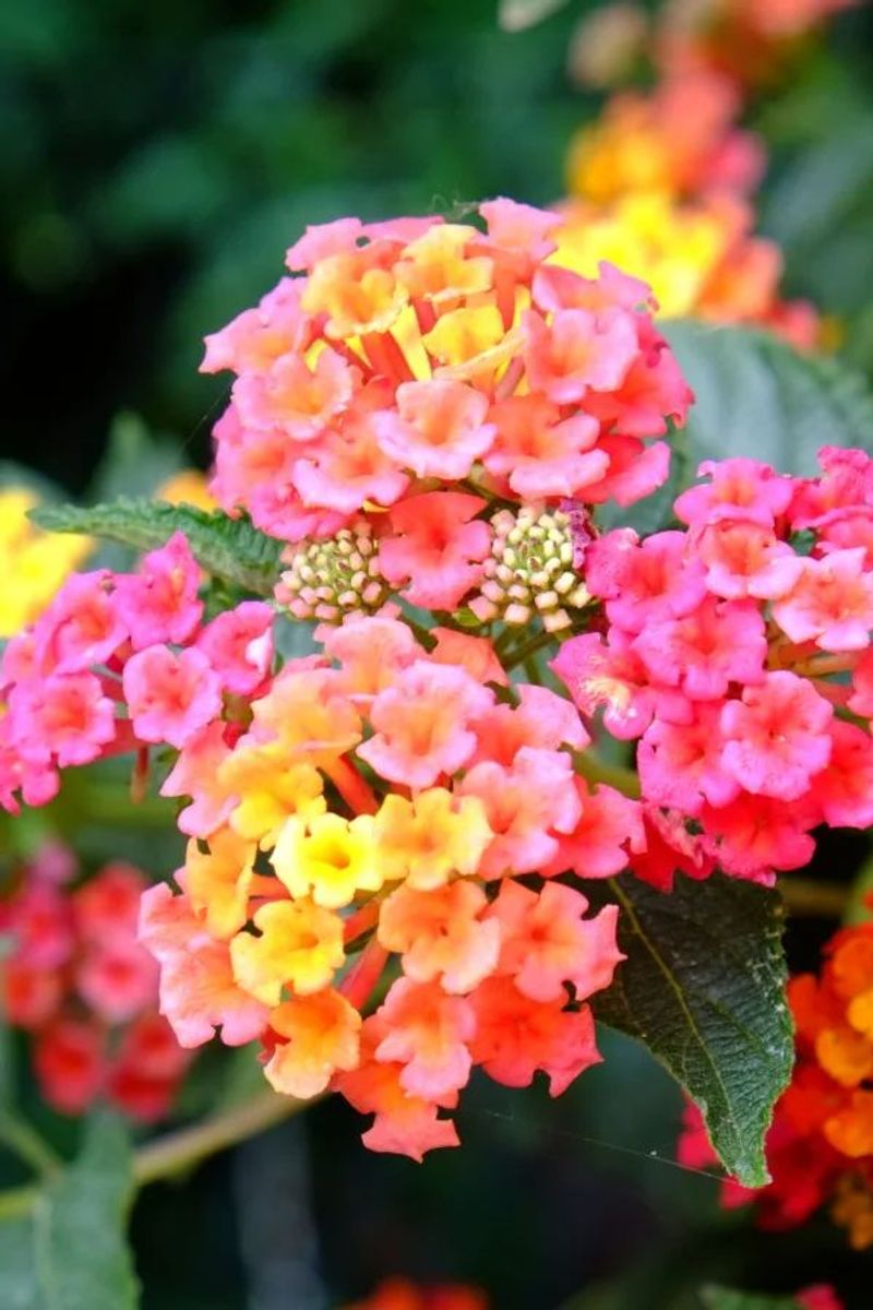 Lantana