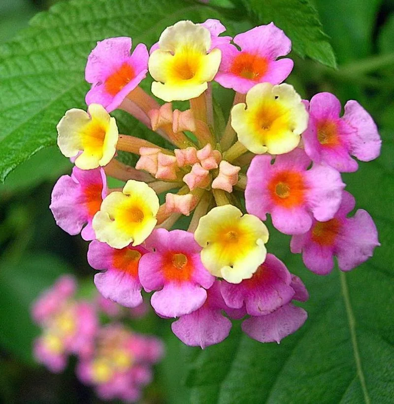 Lantana