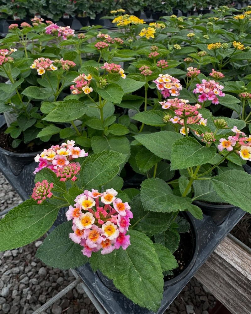 Lantana
