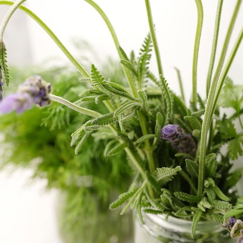 Lavender