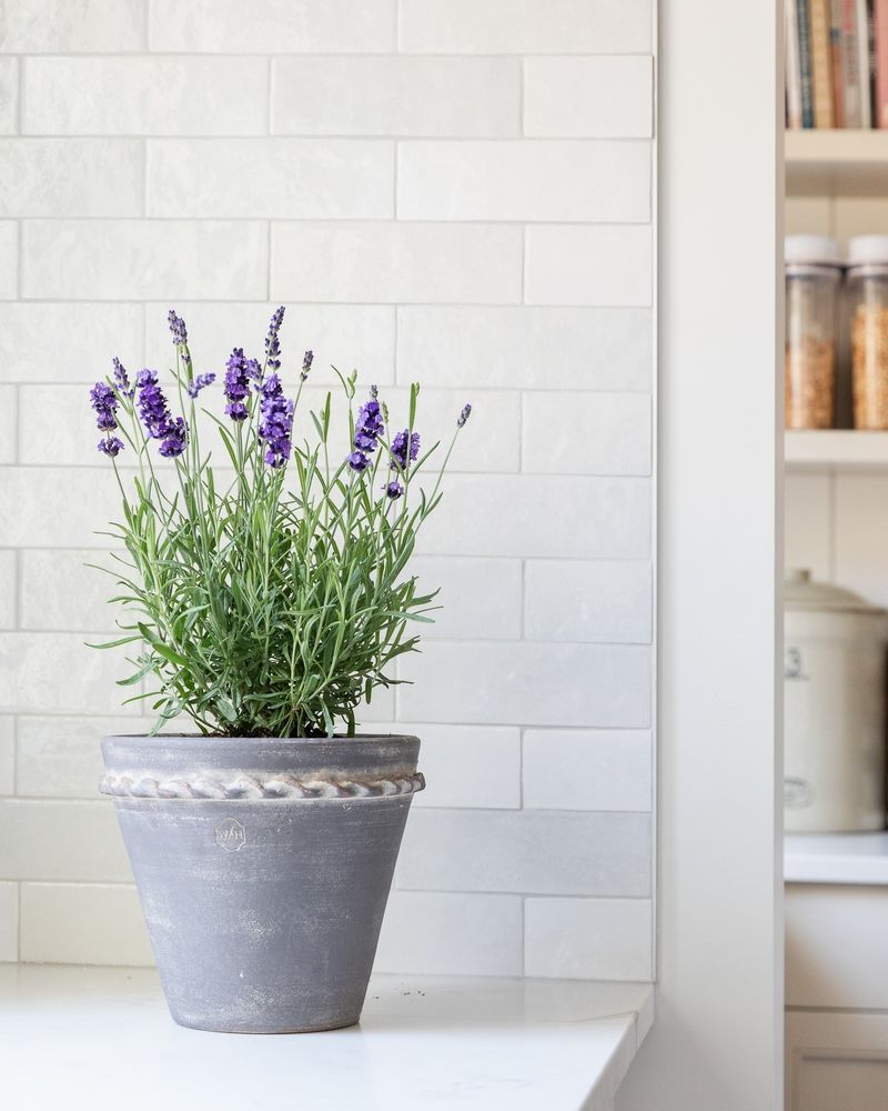 Lavender