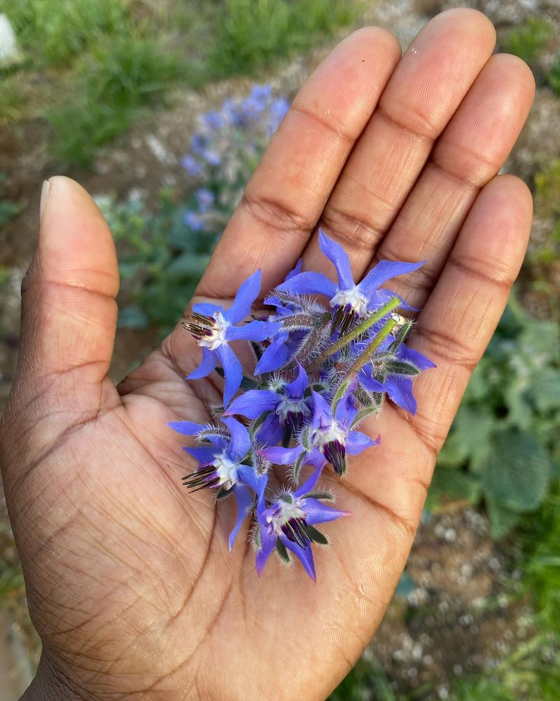 Lavender