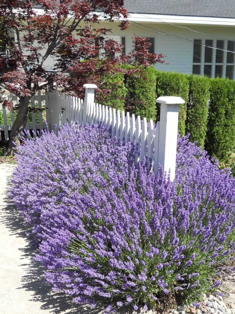Lavender