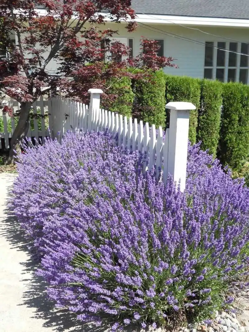 Lavender
