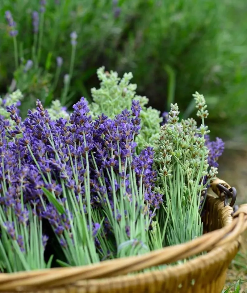 Lavender