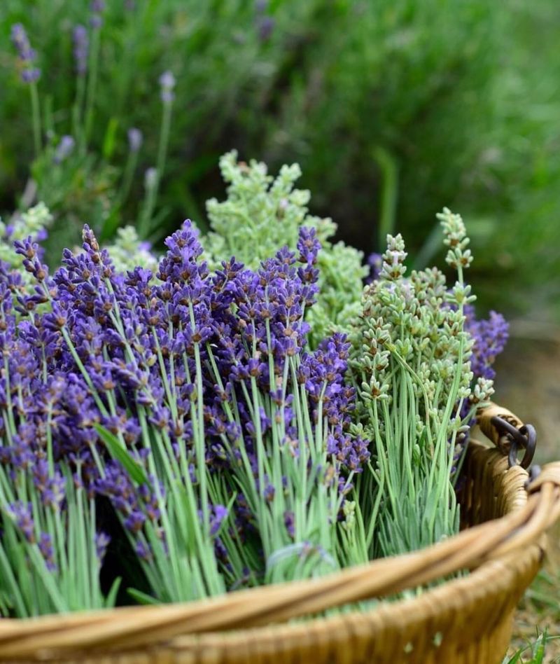 Lavender