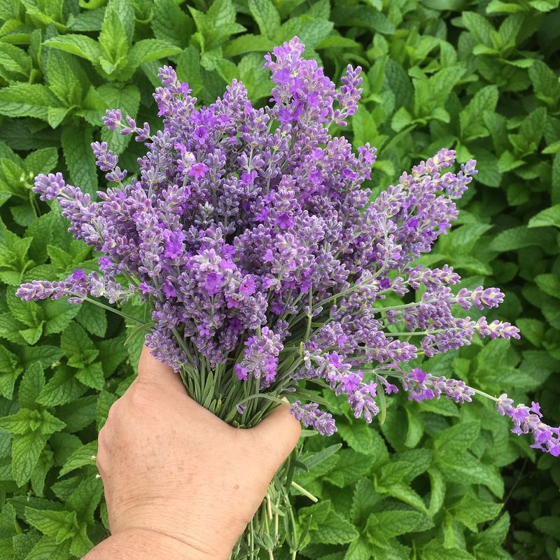 Lavender