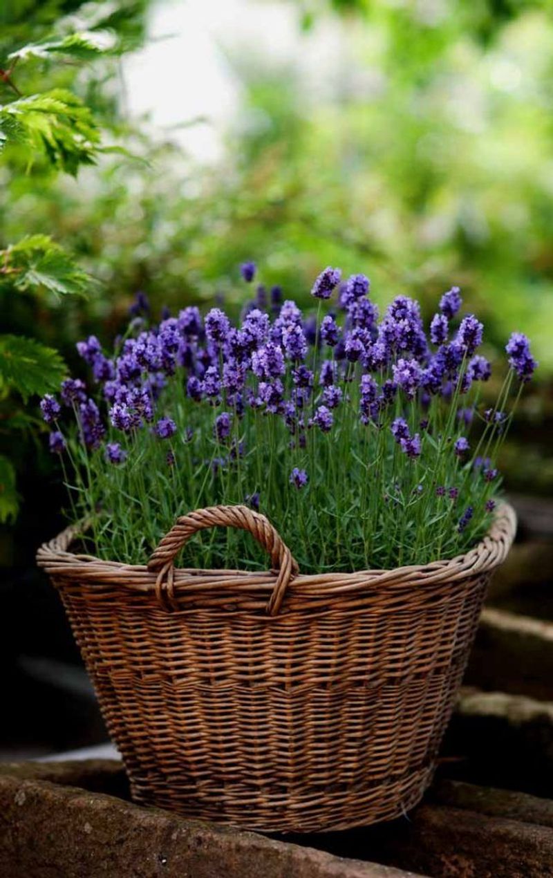 Lavender