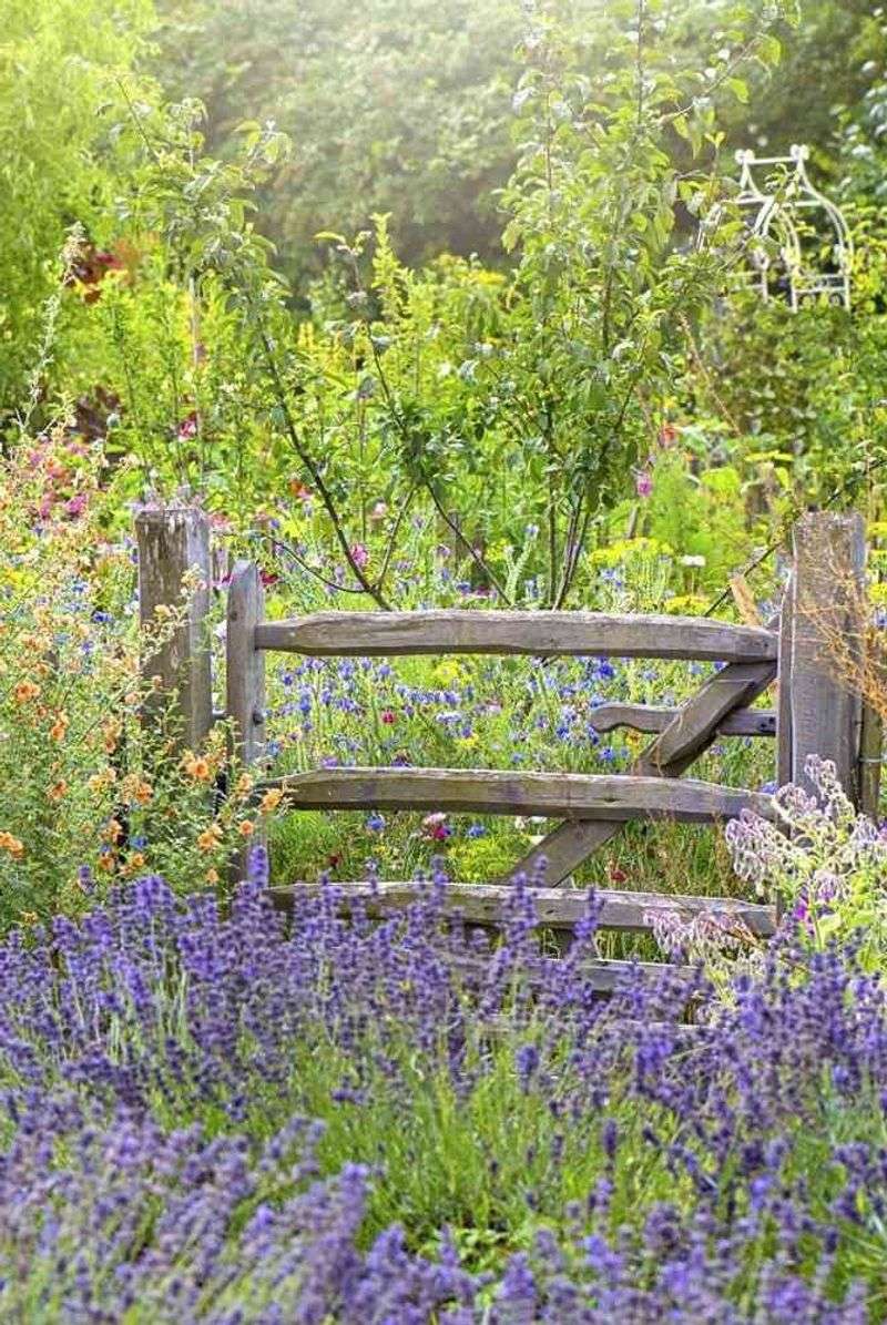 Lavender