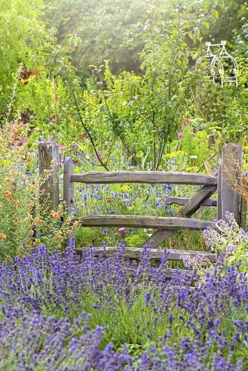 Lavender