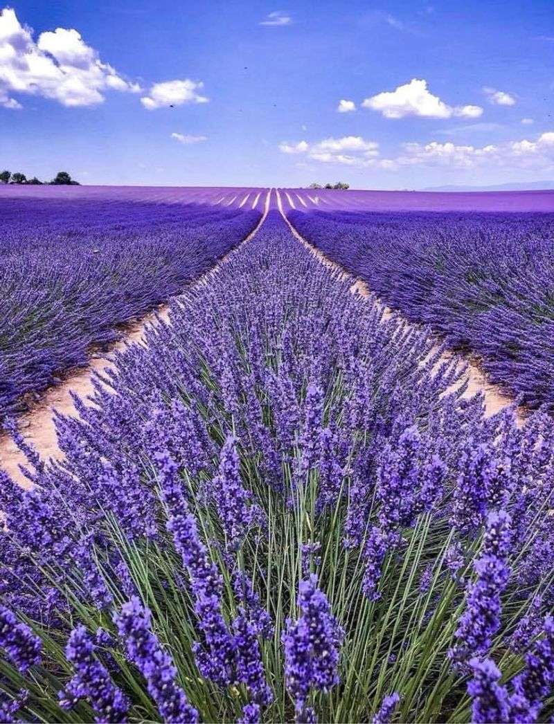 Lavender