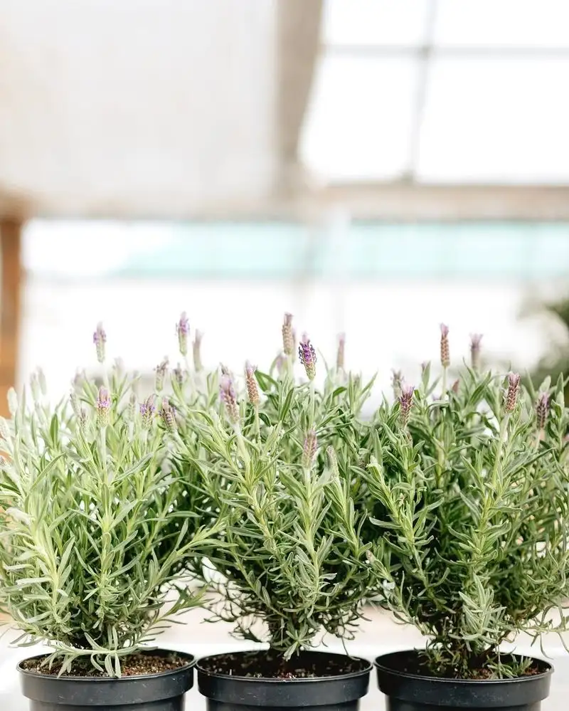 Lavender