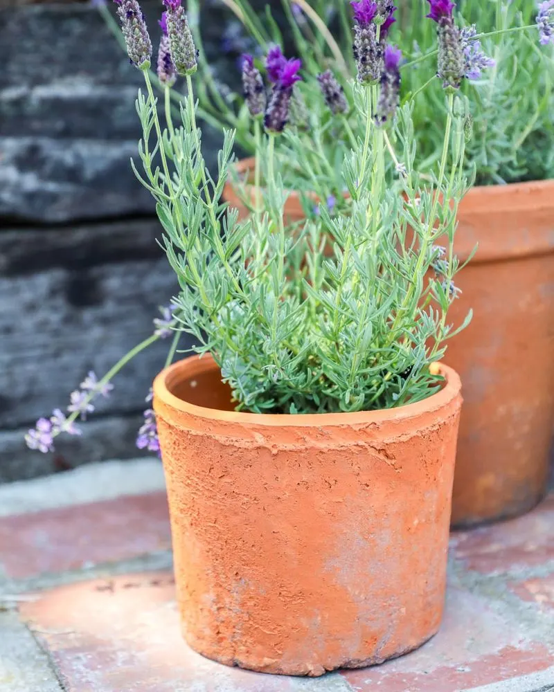 Lavender