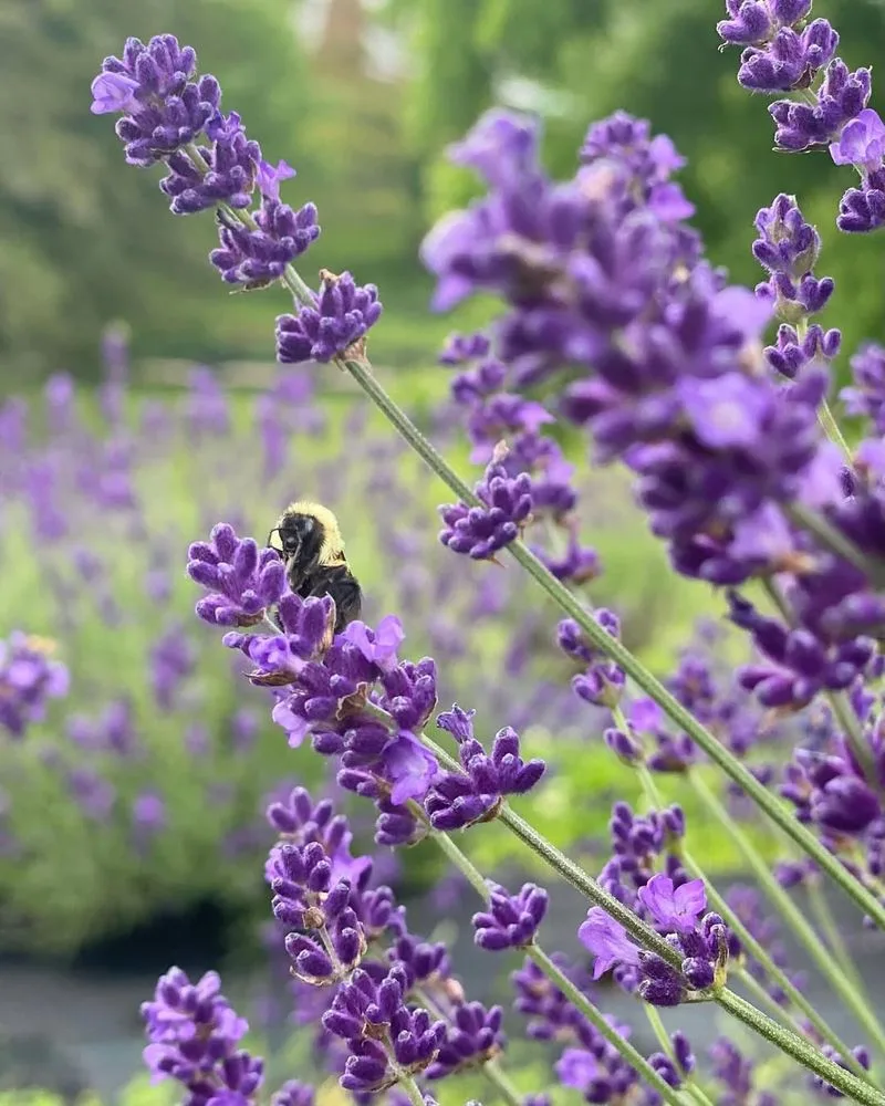Lavender